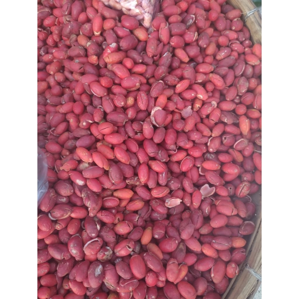 

Kulit Melinjo Tangkil 250 Gram