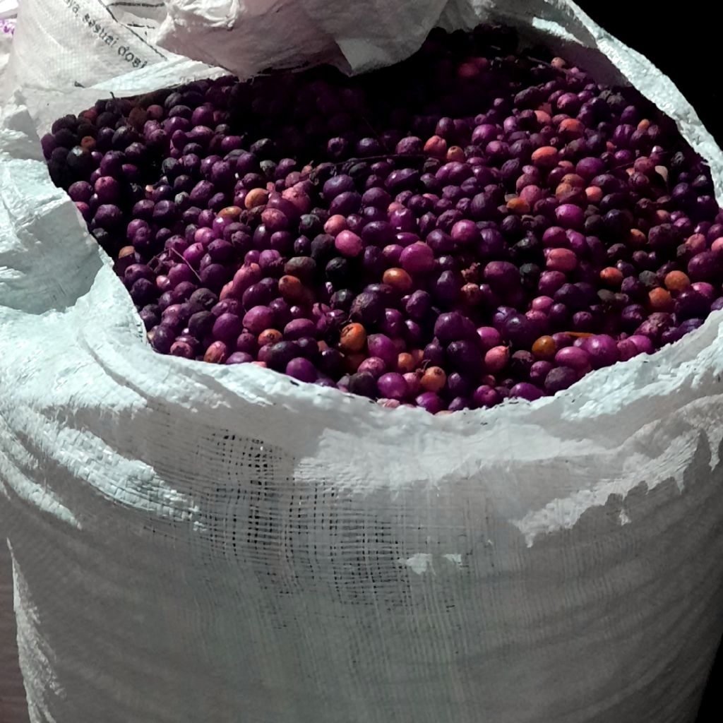 

Forcysn Biji Kopi Mentah Natural / Green Bean Arabika Premium 100% Biji Coffee Tua Top Natural