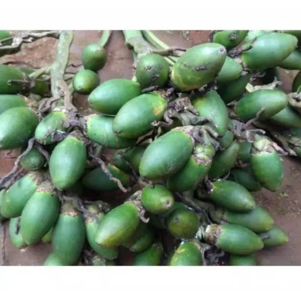 

Promo 1 kg Buah Pinang Muda Fresh/Biji buah jambe