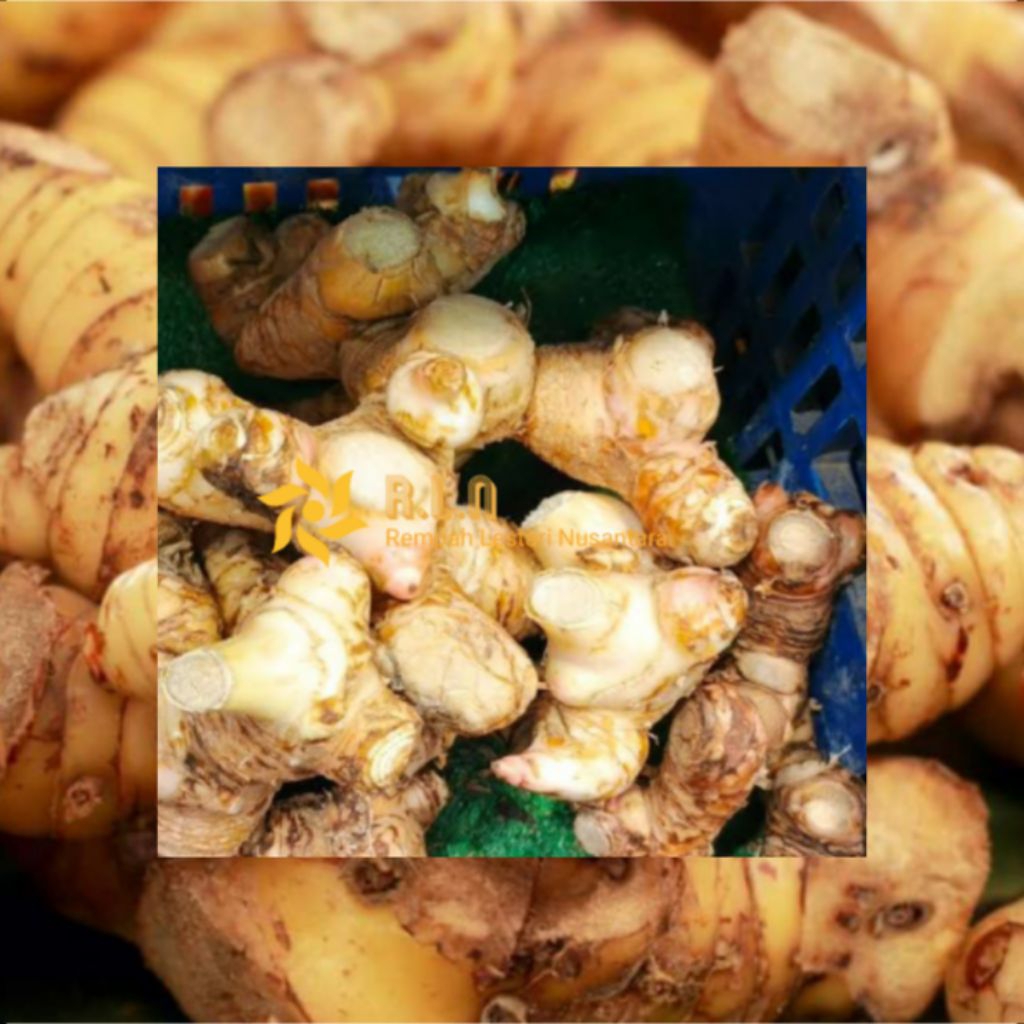 

Lengkuas segar 1 kg