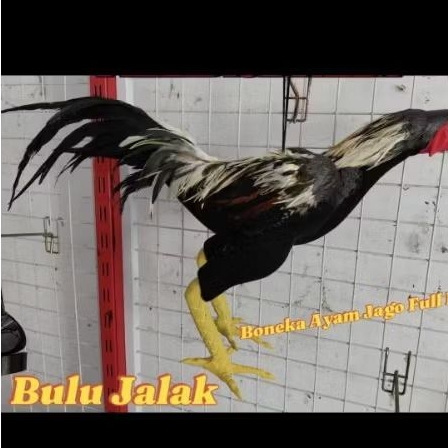 boneka ayam jago full body