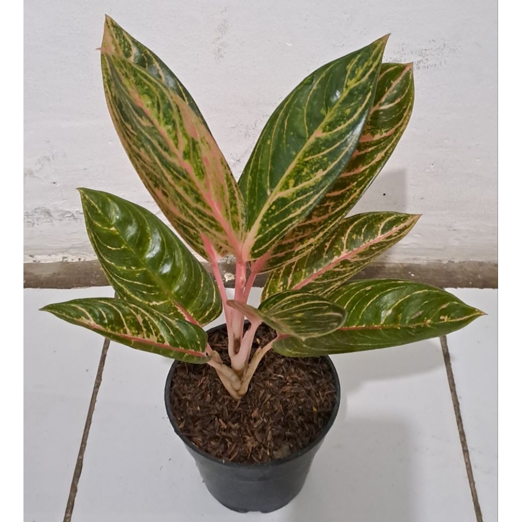 Aglonema Madam Suroyo