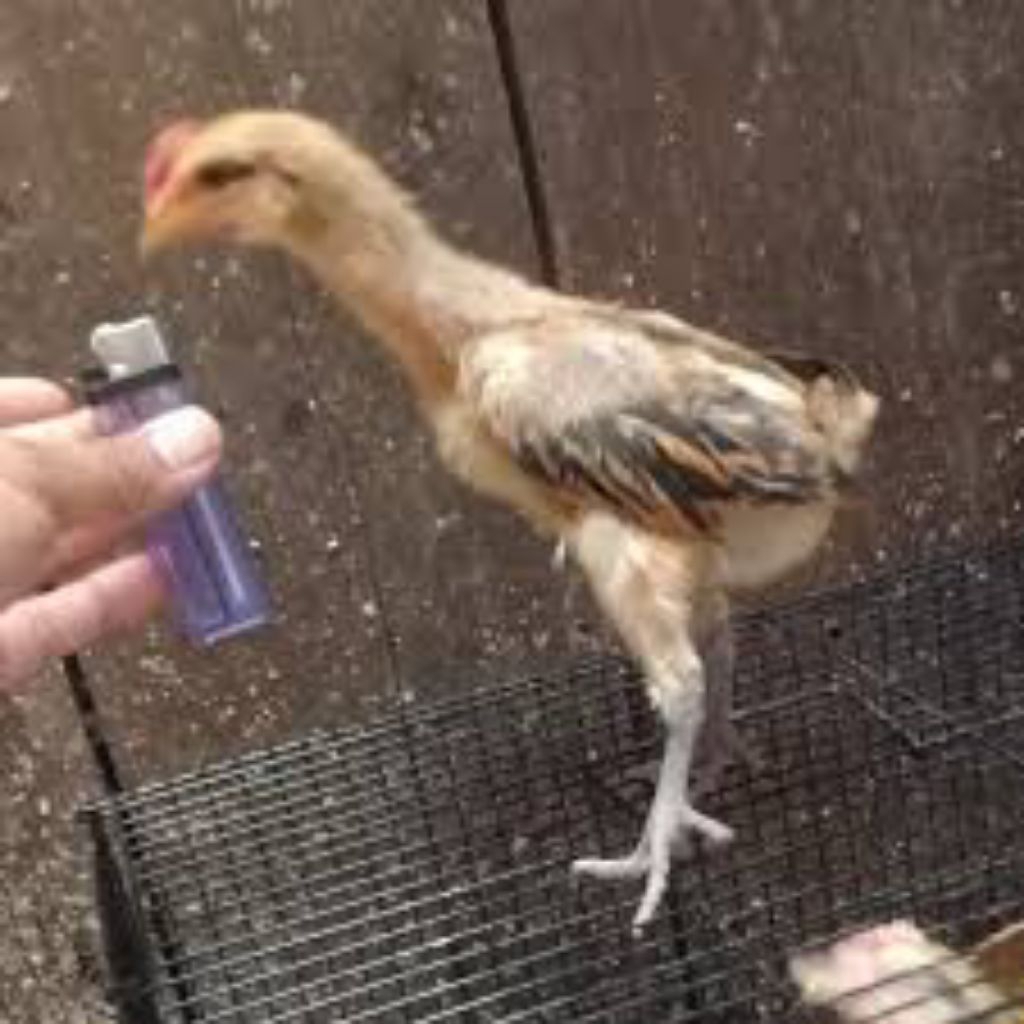 AYAM PELUNG ASLI ORI UMUR 2 MINGGU WARNA RANDOM