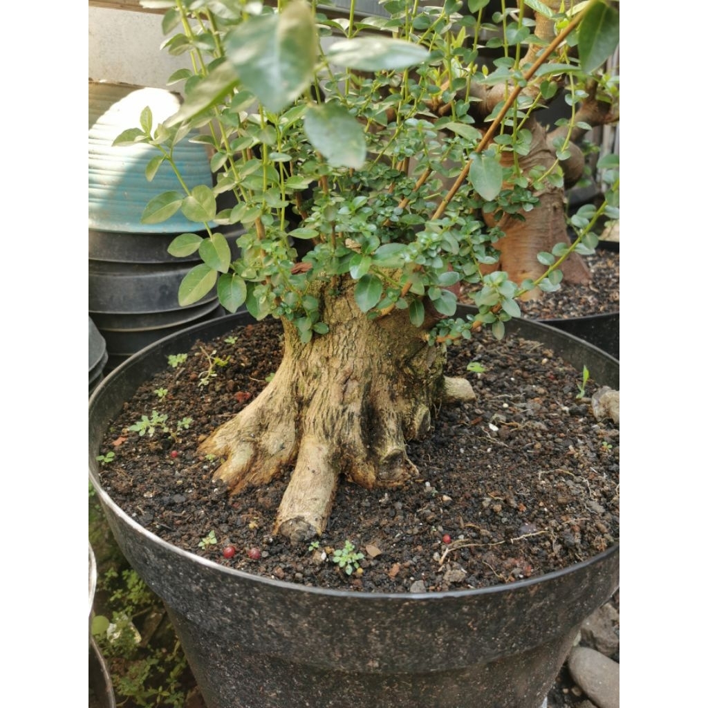 Sancang Bonggol Besar / Bahan sancang