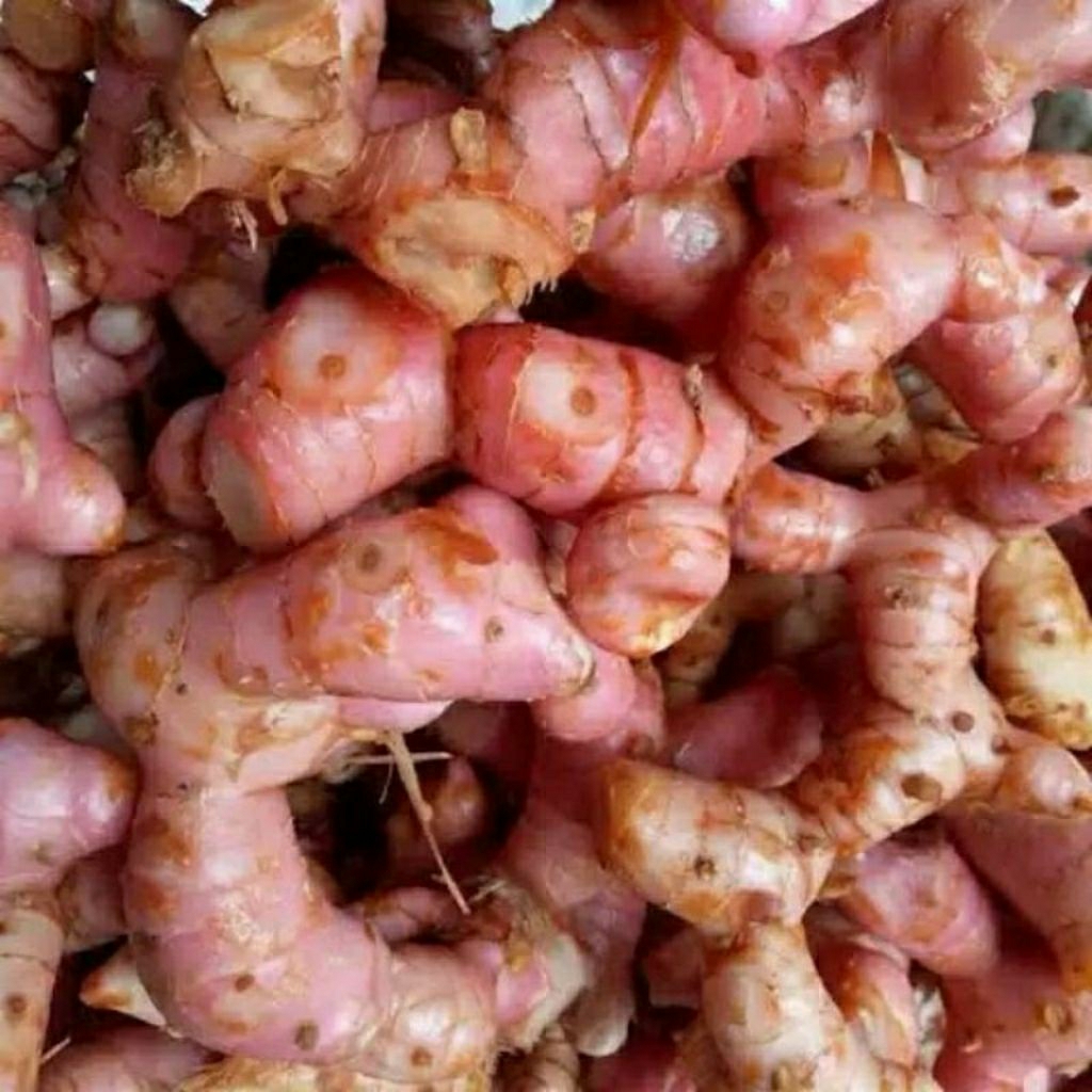 

lengkuas/ laos ,buat bumbu,herbal