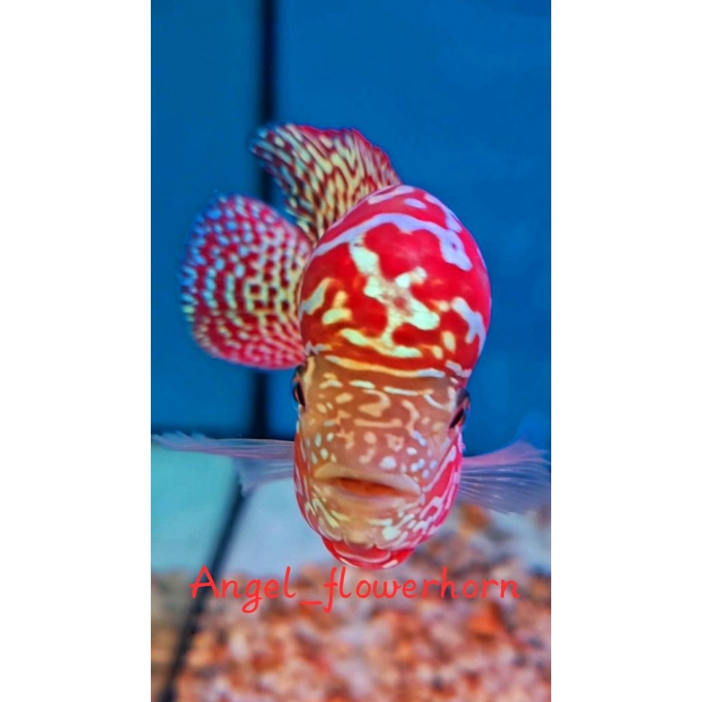 HR-Promo burayak king kamfa v8 grade super thailand