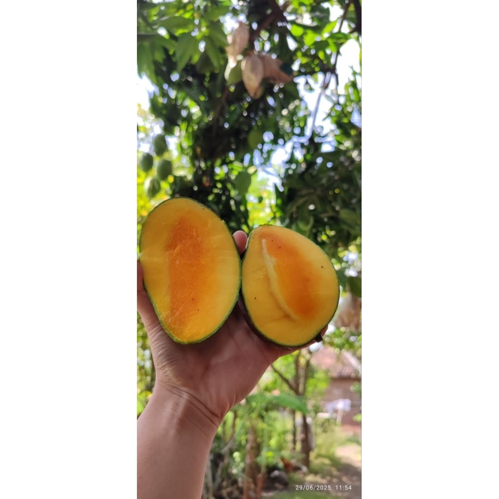 

mangga alpukat matang pohon.