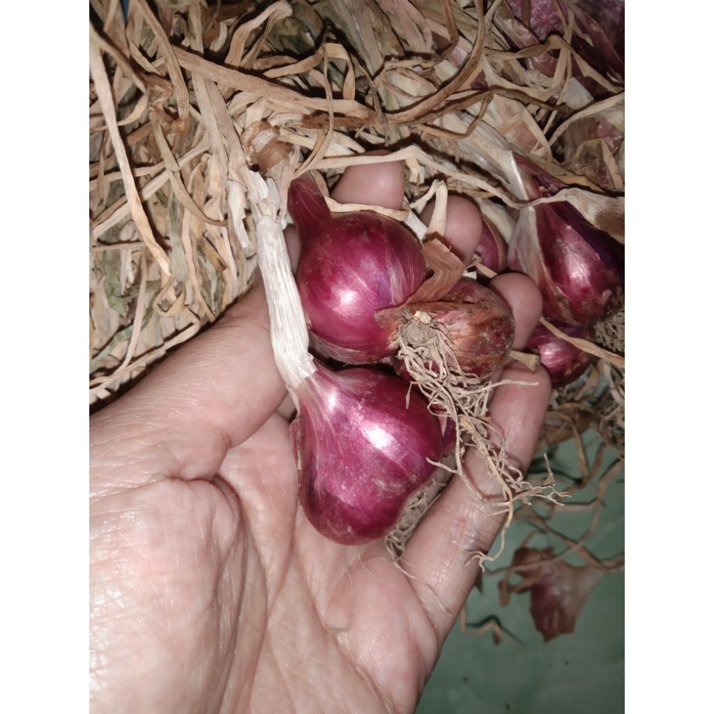 

Bawang Merah Protol 1 ONS