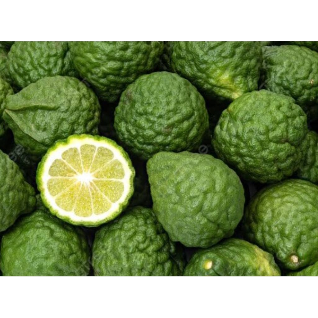 

JERUK PURUT SEGAR / BUAH / HERBAL /BUMBU DAPUR. Harga per biji