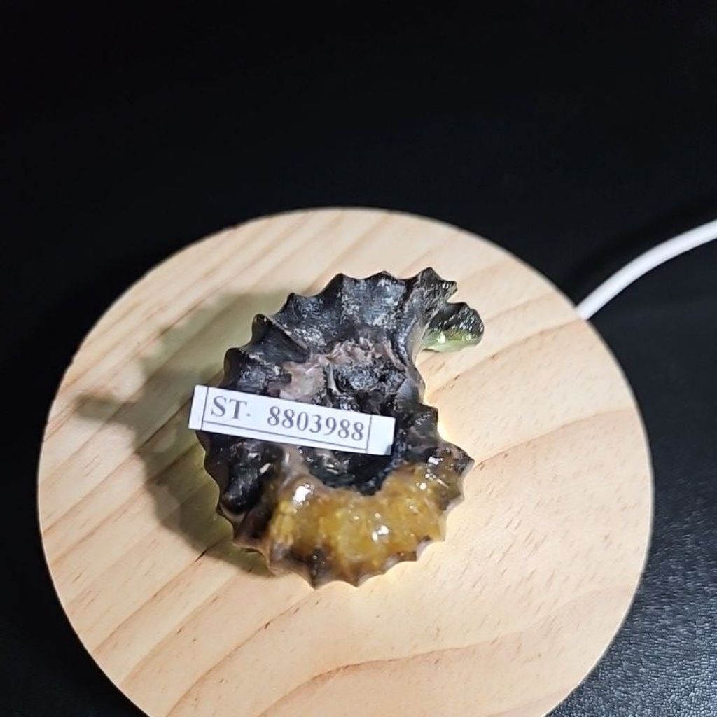 CRYSTAL AMMONITE  Madagascar Rough HQ BATU ASLI