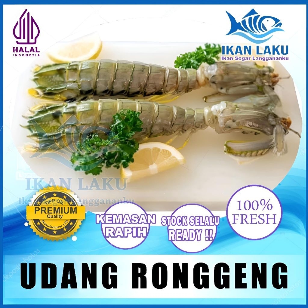

PRODUK BARU!!! UDANG MANTIS | UDANG RONGGENG PREMIUM FRESH TERMURAH BERGARANSI IKAN LAKU IKAN SEGAR IKAN BEKU