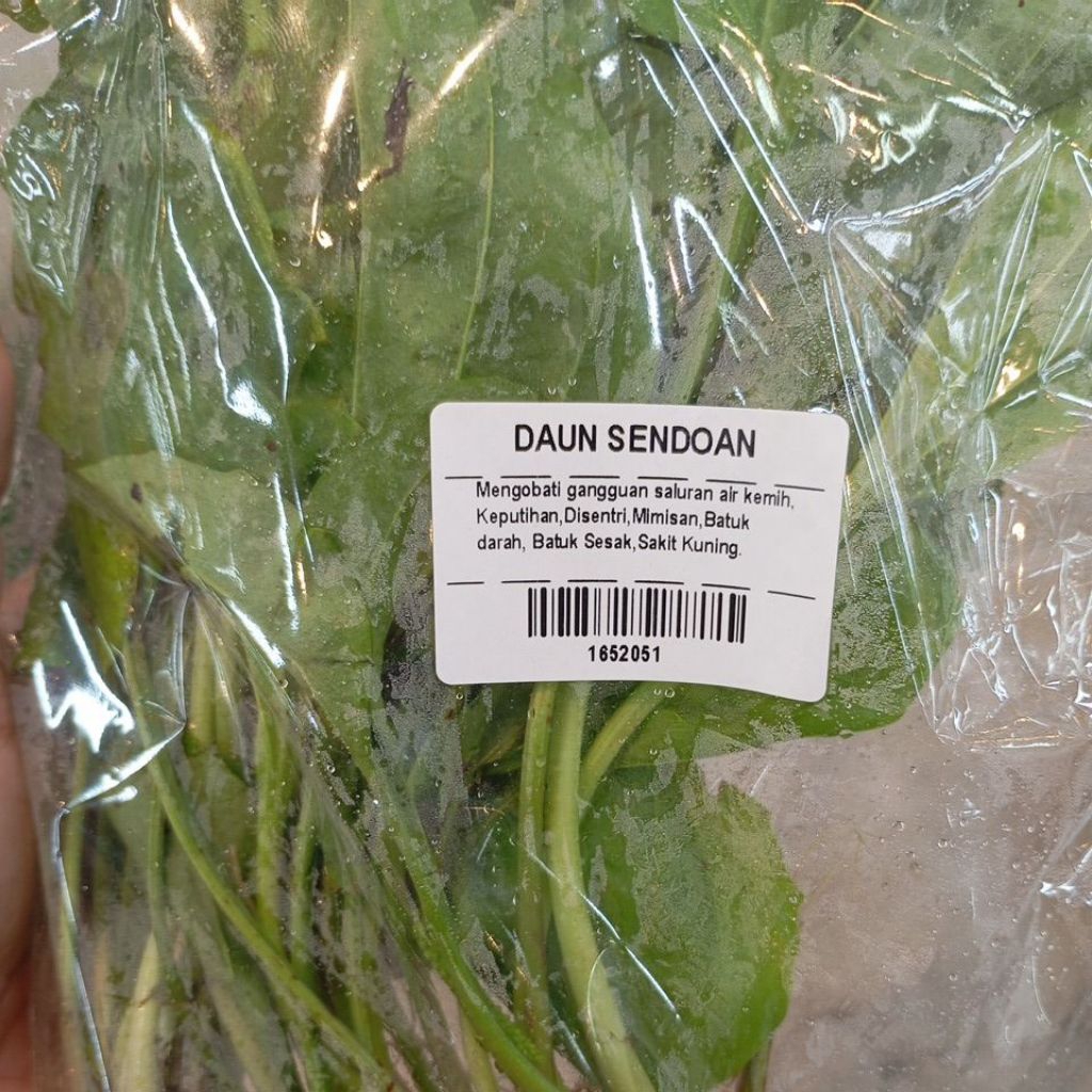 

Daun Sendok 100 gram Sendokan Sendoan Sendokan Segar