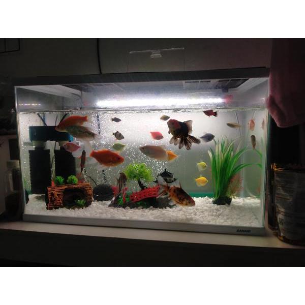 Bahari 60cm Putih Aquarium akrilik