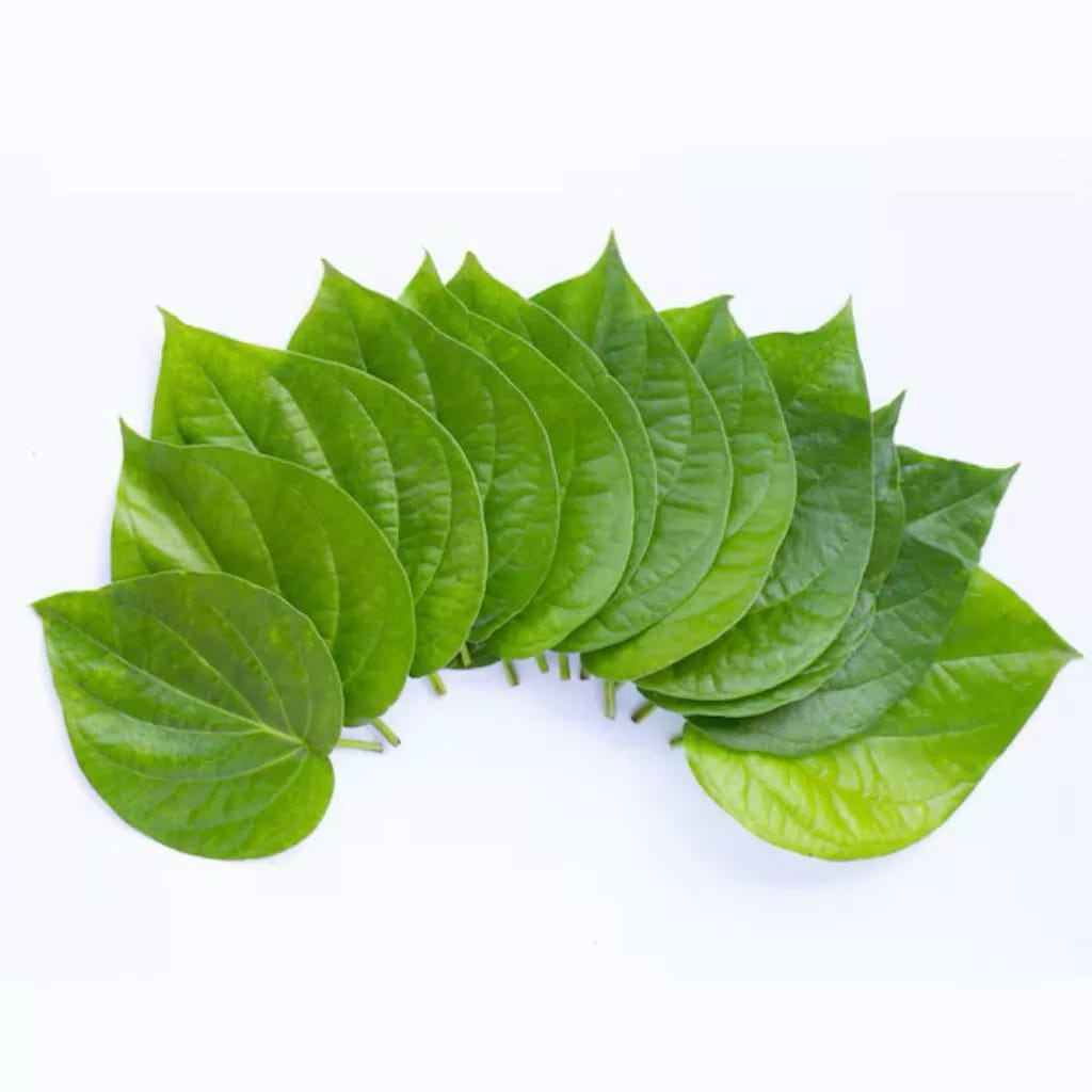 

(1lembar)Daun sirih herbal 100%minimal10lembar