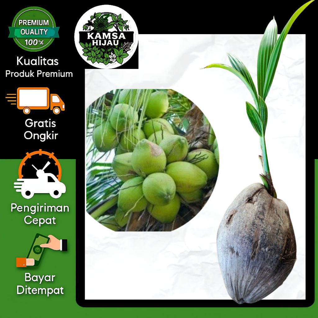 bibit kelapa hibrida unggul