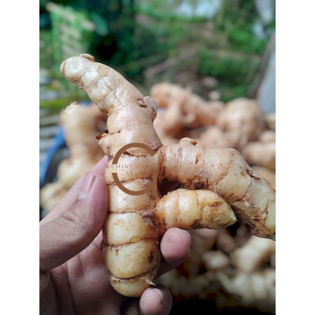 

kunyit putih segar bersih alami langsung di panen dari kebun kunyit putih fresh 1 Kg Alam Herbal 28