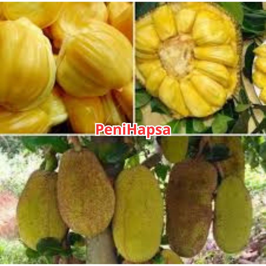Sekar_Jenaka Bibit Nangka Madu Super Okulasi Berbuah Dalam Pot