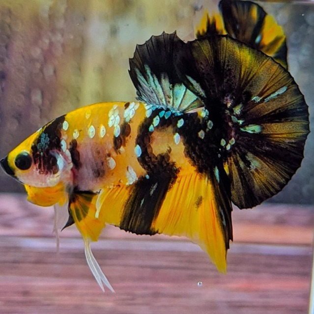 sepasang cupang yellow koi cooper