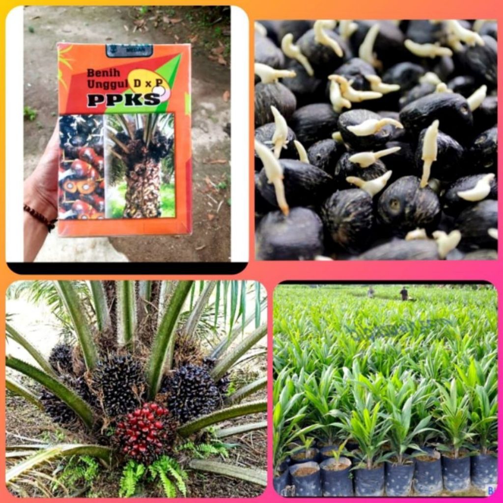 Biji Benih kecambah Kelapa Sawit PPKS 239