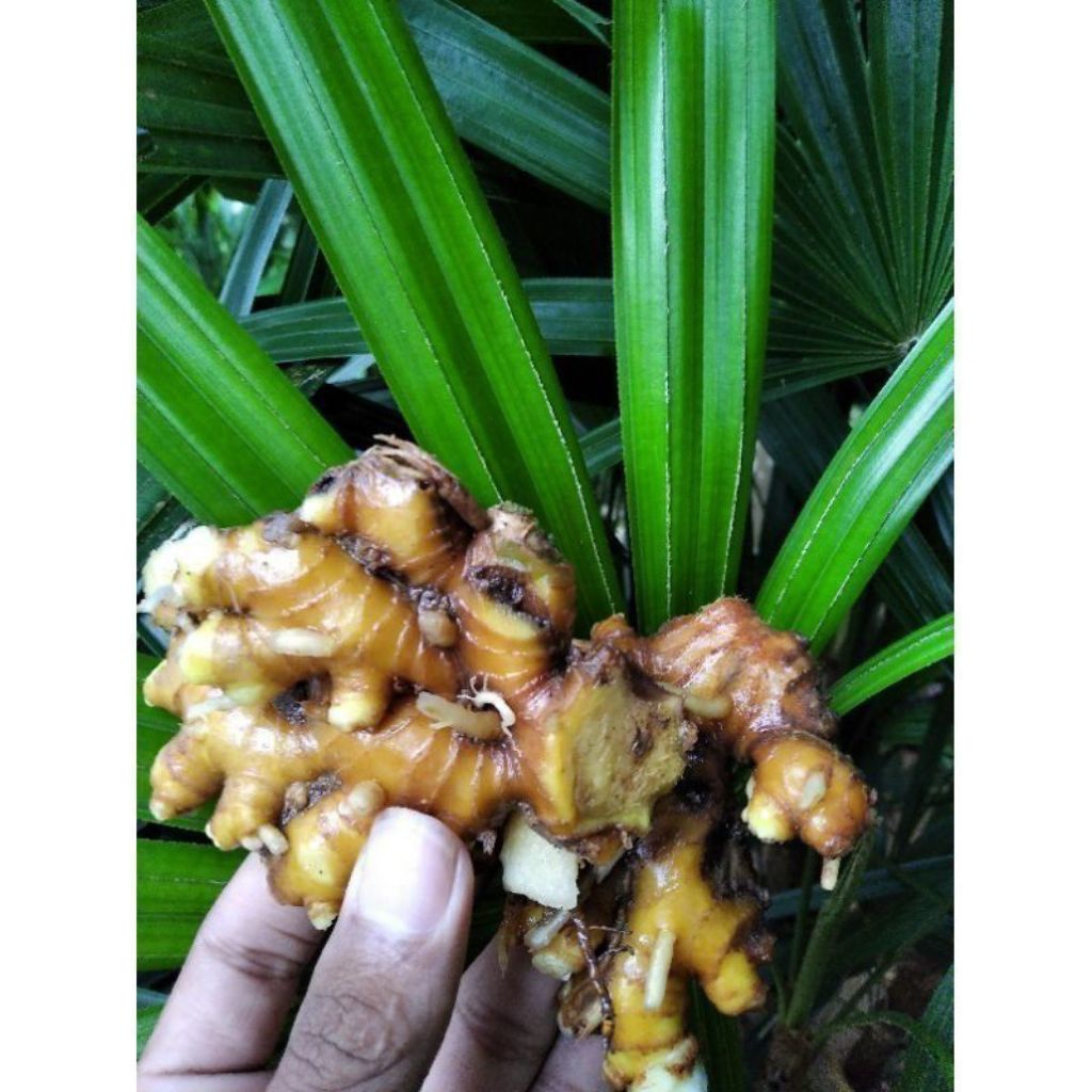 

lempuyang segar super 1 kilo freesh