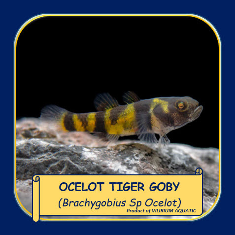 IKAN HIAS AIR TAWAR - MINI BUMBLEBEE GOBY / OCELOT TIGER GOBY / BUMBLEBEE TIGER (IKAN AQUASCAPE)