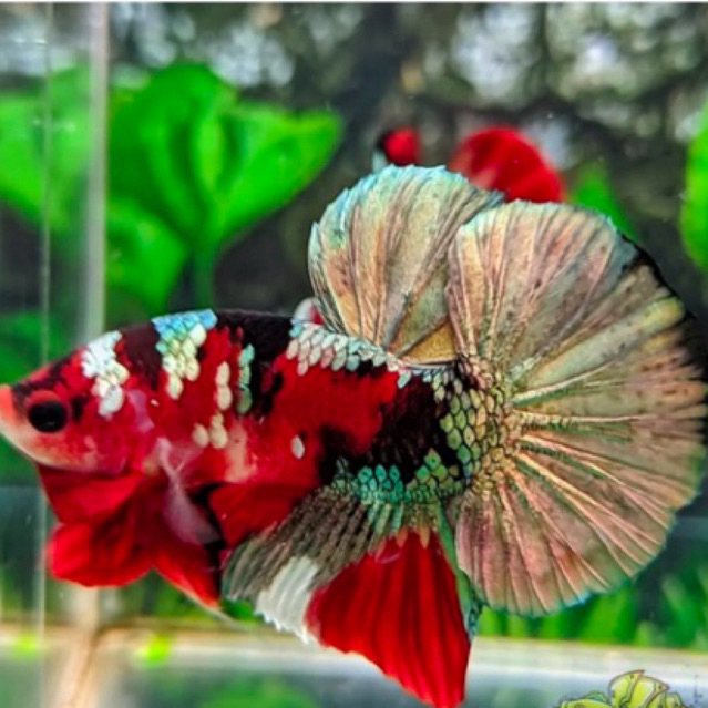 Ikan cupang Red Koi Cooper bagus top