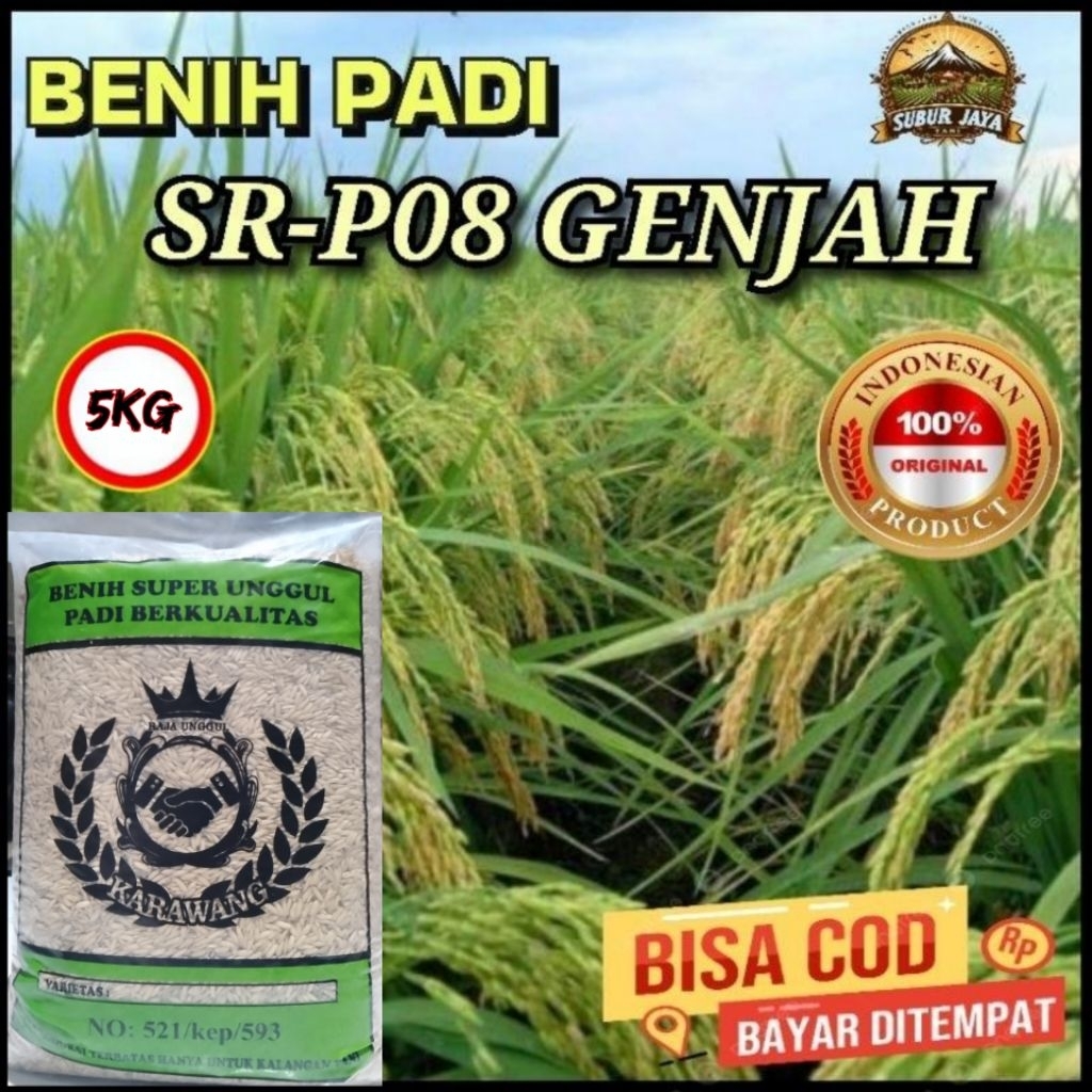 (5KG) Benih/Bibit Padi SR-P08 GENJAH Padi super unggul berkualitas