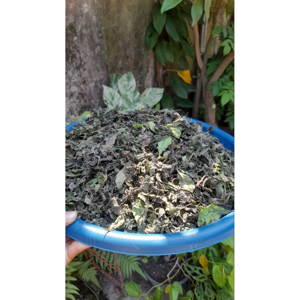 

Daun Beluntas Kering 50gram 50gr Alami untuk Pengobatan