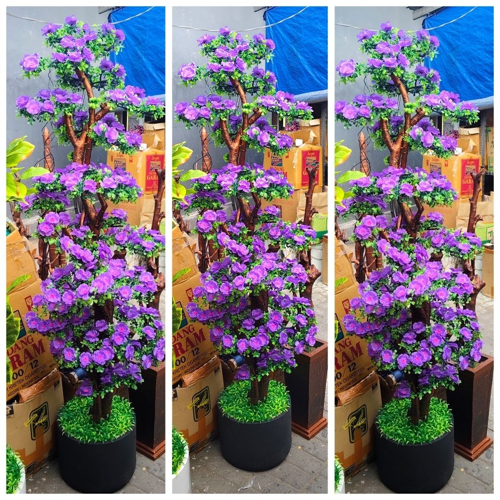 BUNGA HIAS PLASTIK SEMANGGI VAS TERAKOTA TINGGI 180CM /HIASAN DEKORASI RUANGAN SUDUT TERBARU HARI RA