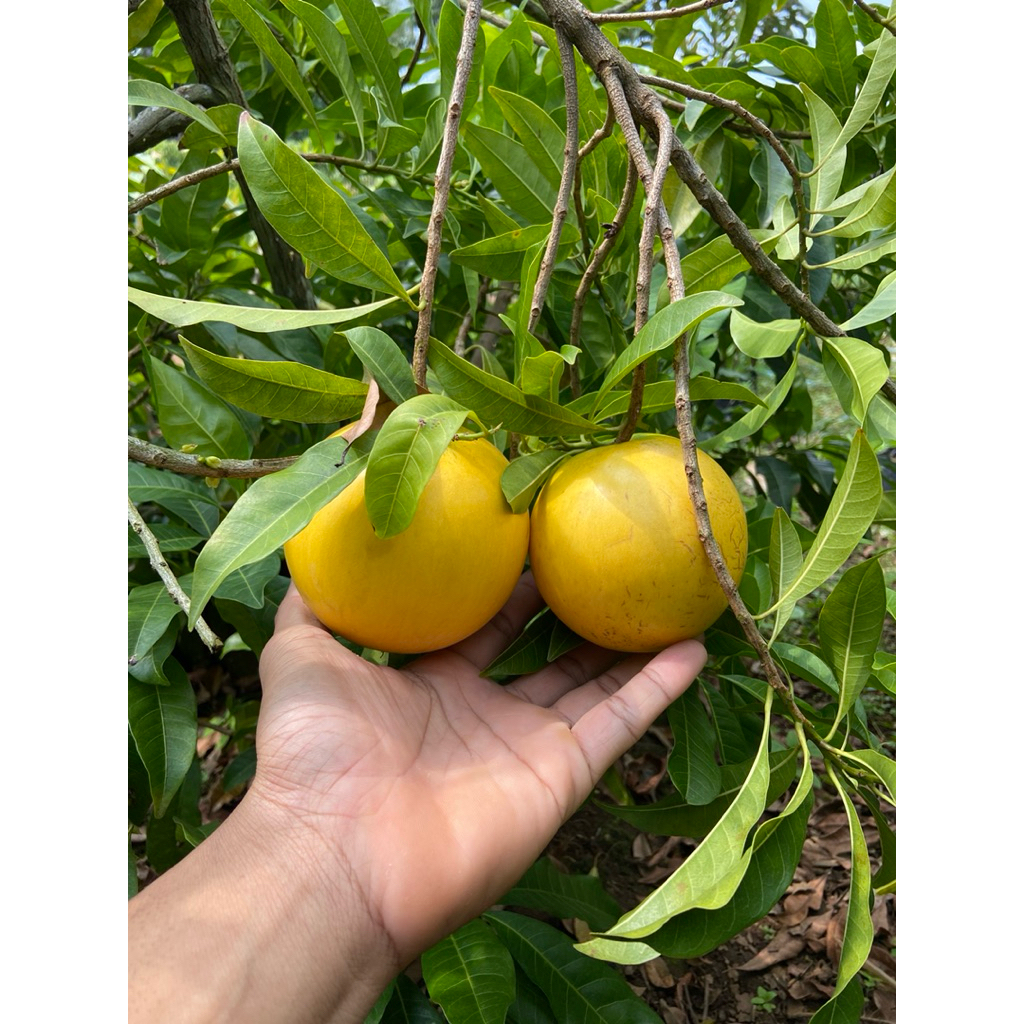 Bibit Sawo Abiu Jumbo