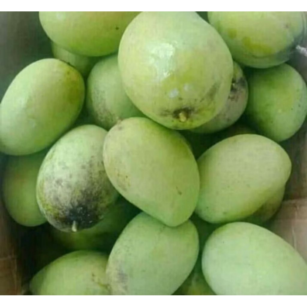 

mangga muda untuk rujak 1 kg
