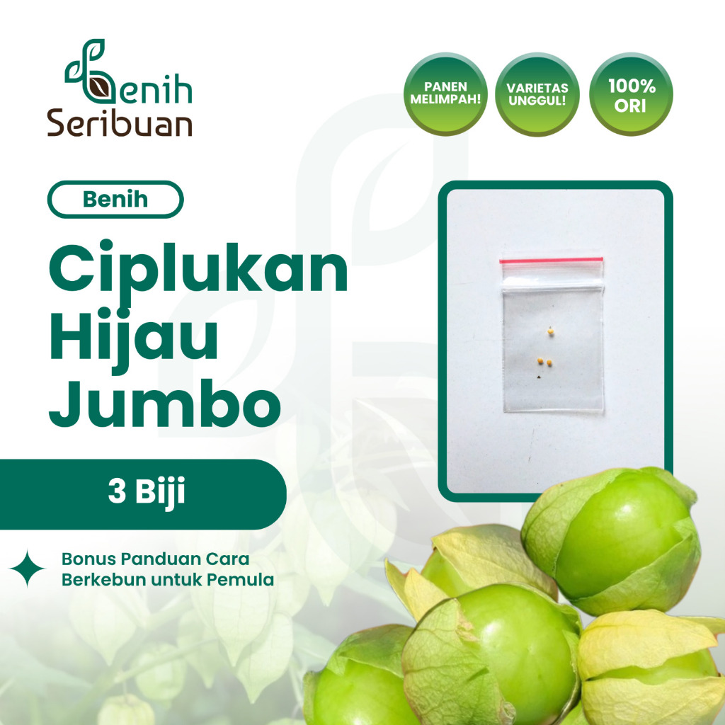 Benih Seribuan - 3 Benih Ciplukan Hijau Jumbo