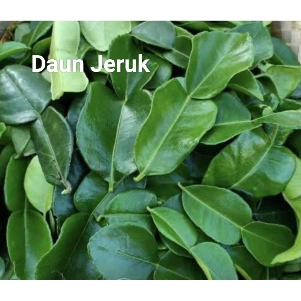 

Daun Jeruk Segar 20 x