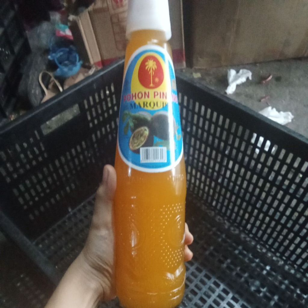 

squash pohon pinang marquisa