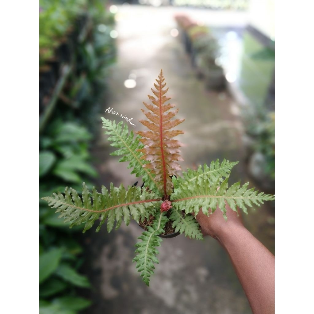 tanaman pakis blechnum/tanaman pakis hias/pakis-pakisan