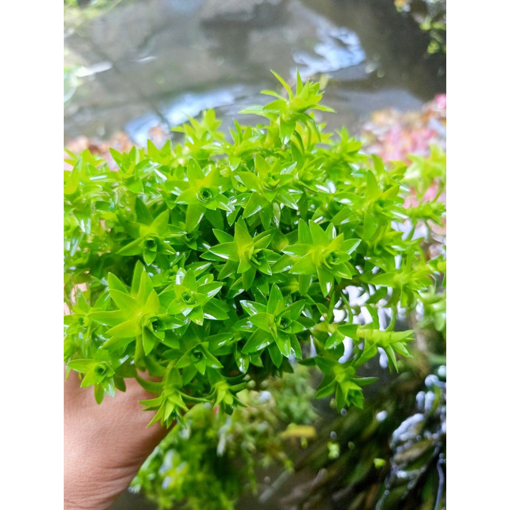 tonina fluviatilis isi 50 batang