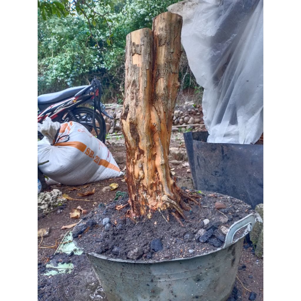 bahan bonsai sisir akar keliling jumbo