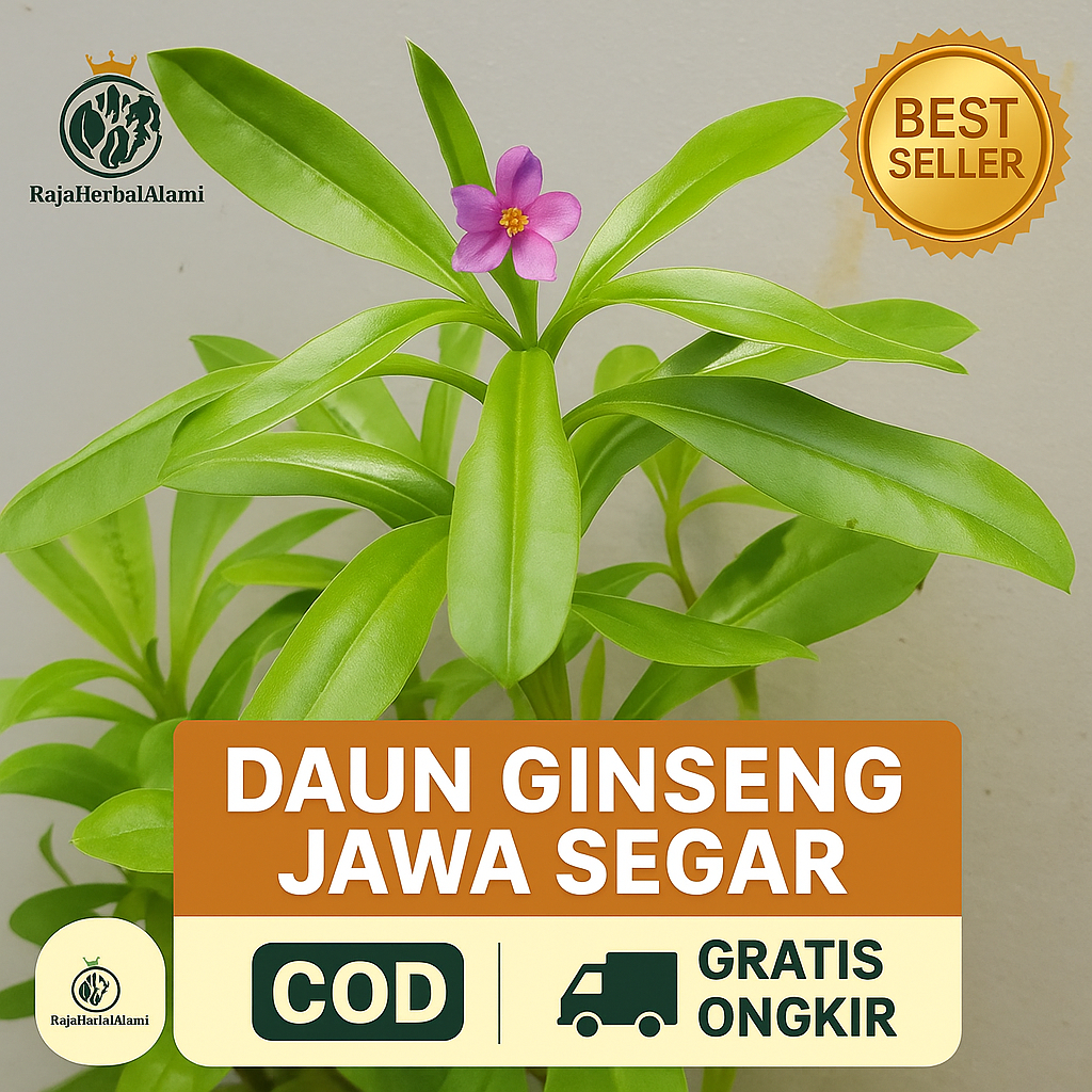 

Daun Ginseng Jawa Segar – Herbal Alami Penambah Stamina | COD & GRATIS ONGKIR