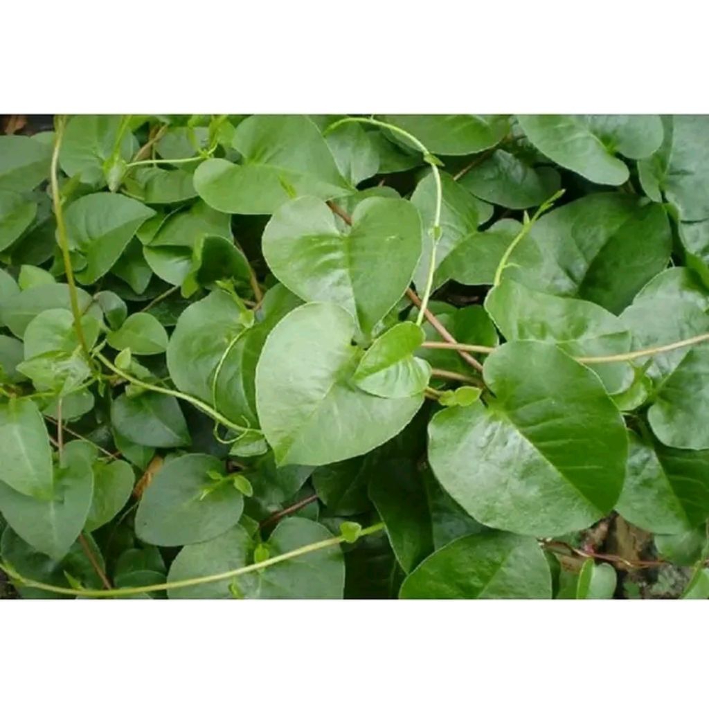 

250 gram Daun binahong hijau fresh segar