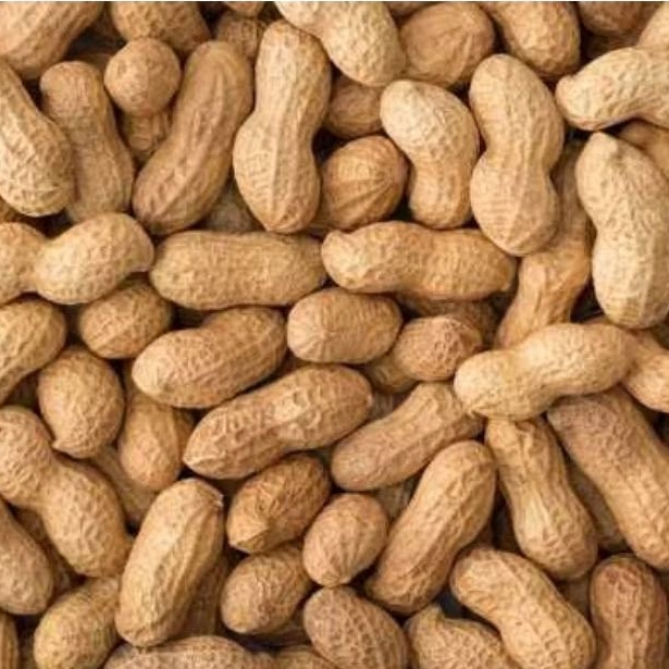 

kacang tanah super premium fresh 1kg sudah bersih