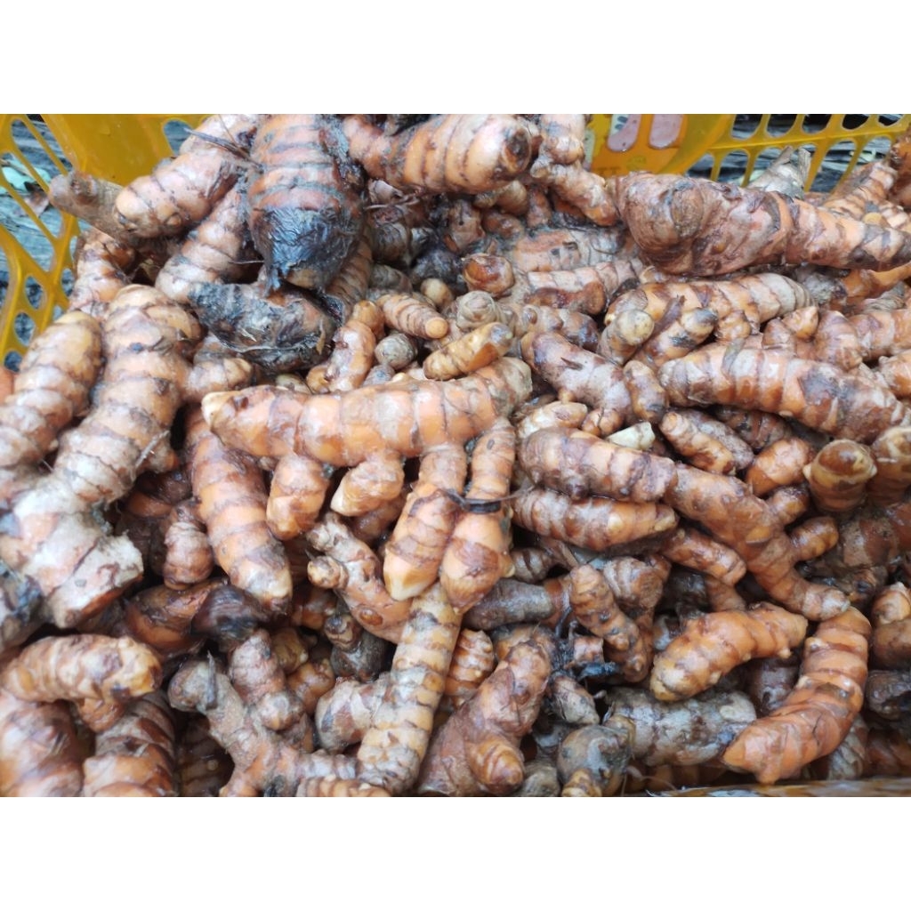 

Kunyit Segar 250 gram