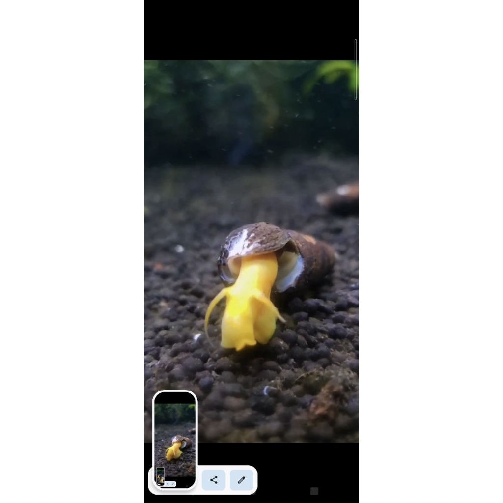 rabbit snail/keong rabbit/ pembersih aquarium uk 6-7-8  cm