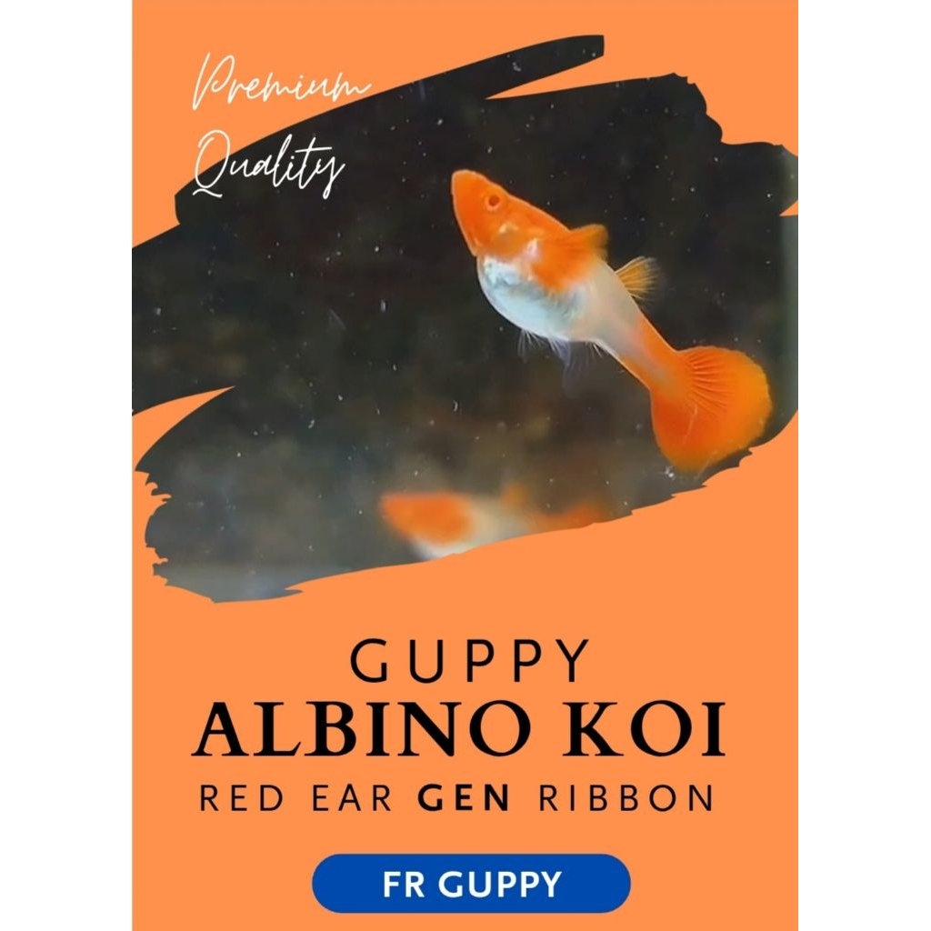 HIASAN AKUARIUM ALBINO KOI RED EAR Gen Ribbon GUPPY