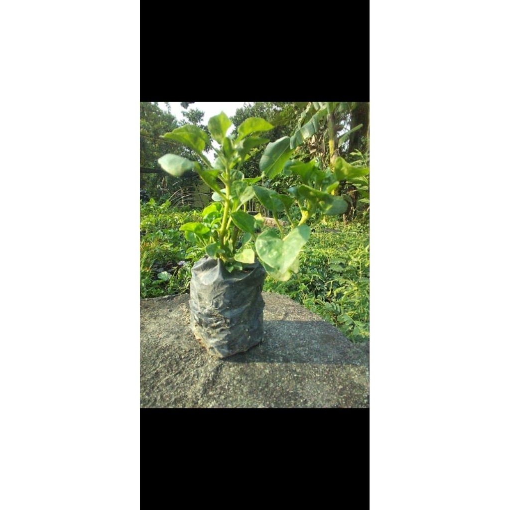 Bayam Brazil/Bayam Brazil Bibit/Bayam Brazil Siap tanam/Bayam Brazil Segar