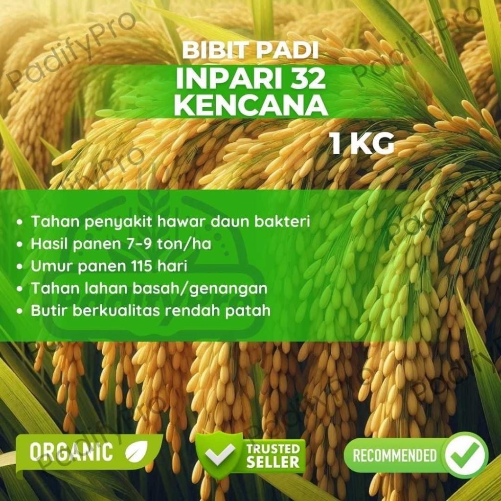 Bibit Benih PADI INPARI 32 KENCANA 1kg