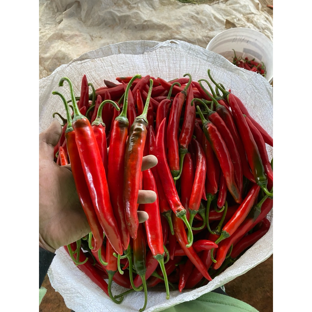 

cabaimerahbesarsuper