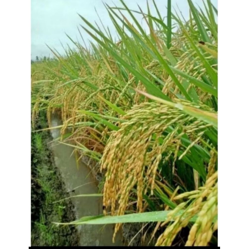 Baymarkeet Benih Padi Inpari 42 Jumbo (5Kg)