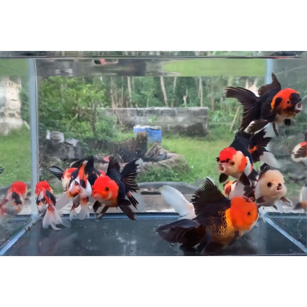 [ Promo ] hiasan Koki Oranda 3 color