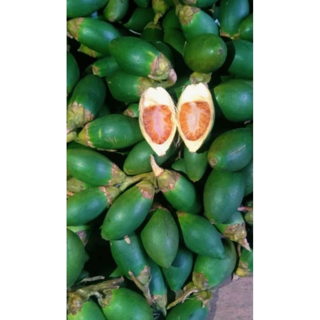 

1 KG Buah Pinang Muda Segar | Obat Herbal | Bisa Langsung Dikonsumsi – Langsung dari Petani