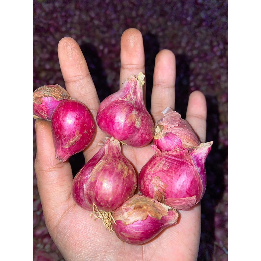 

bawang merah jumbo